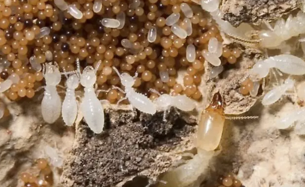 Anti Rayap Bandung: Solusi Efektif Melindungi Hunian dari Kerusakan